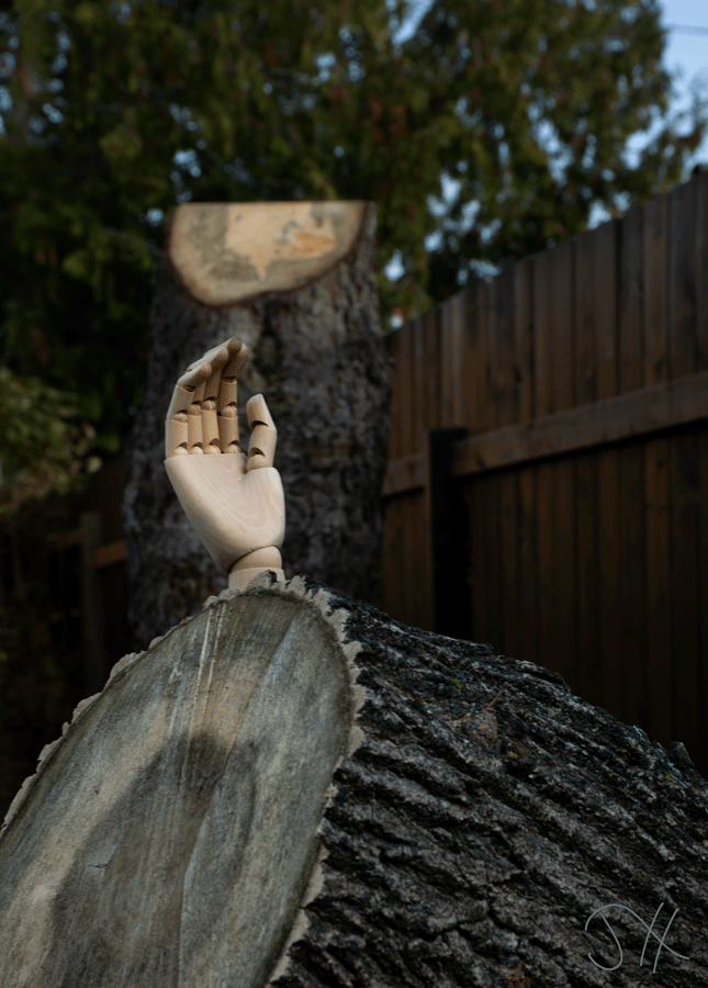 A wooden mannequin hand rising from the log of a cut down tree.