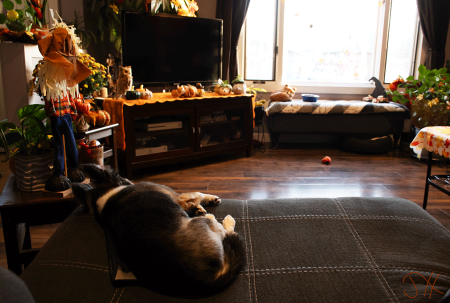 A black and white chihuahua lying on a couch in a room decorated for fall.