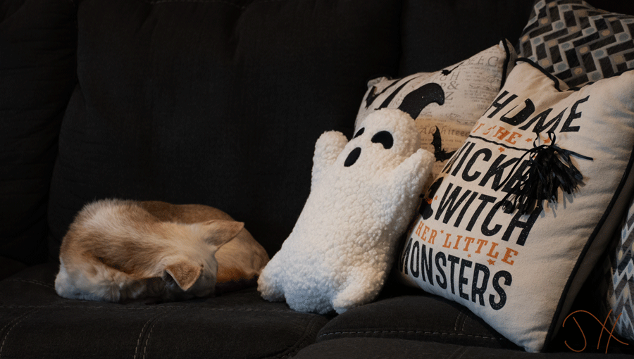 A white chichuahua sleeping on a couch next to some Halloween pillows.