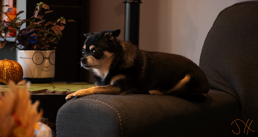 A black chihuahua sitting on the arm of a couch.