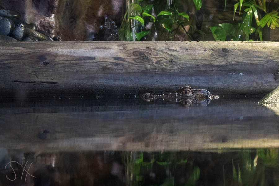 The top half of a crocodilian's head reflected on the water, making it look like it has two sets of eyes.