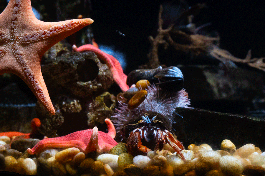 An aquarium with a colourful shrimp and several bright pink starfish.