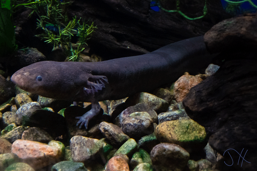 A photograph of a siren, a salamander with a long body.